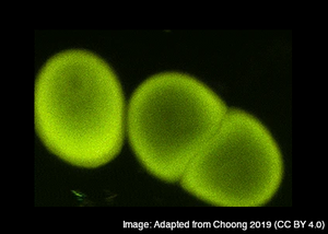 Carbotrace 680 for monitoring starch