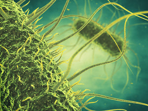 EbbaBiolight-like molecules reveals Salmonella biofilm secrets