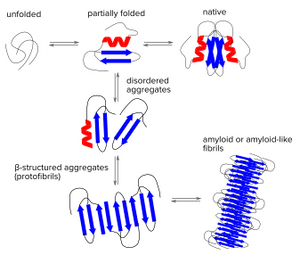 Amyloids - the dark matter of biology