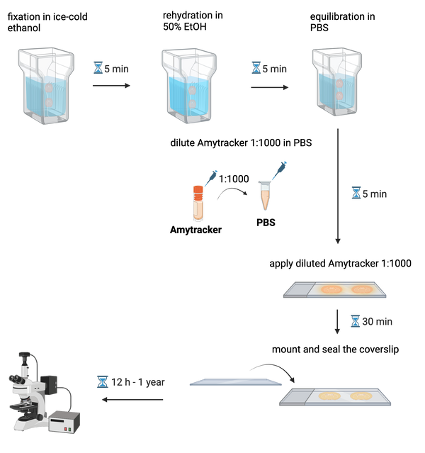 Labeling of protein aggregates in tissue sections or cells
