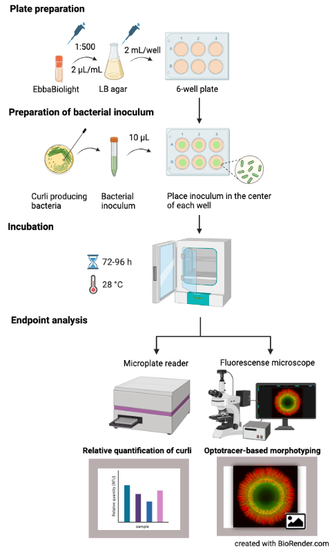 Monitoring curli in bacterial biofilms forming on semi-solid agar