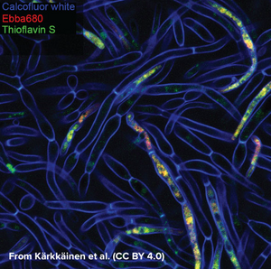 Tracking fungal biofilm formation