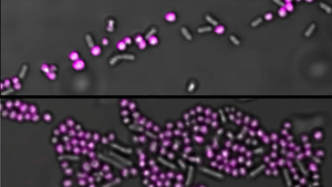 EbbaBiolight-like molecule for detection and quantification of bacteria