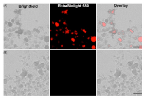 Exciting breakthrough in understanding UPEC Infection using EbbaBiolight!