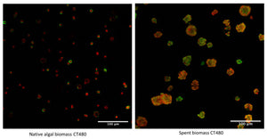 Making greener cellulose hydrogel