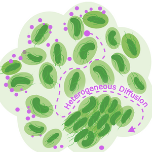 How biofilm structural properties regulate nanoparticle distribution