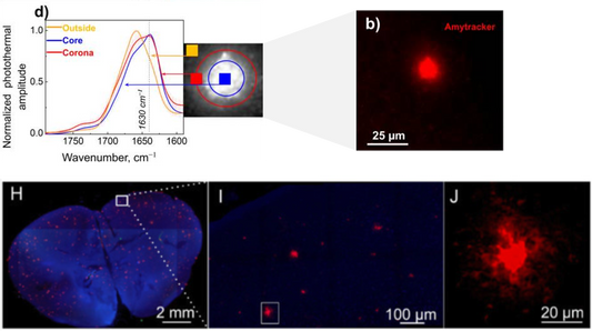 FL-OPTIR for studying biophysical properties of amyloids in cells and tissues