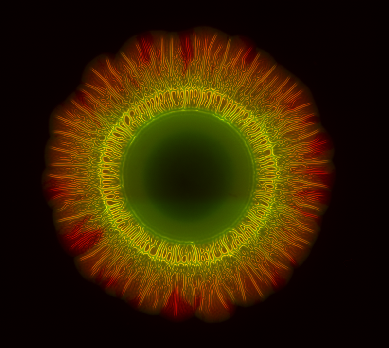 International Microorganism Day!