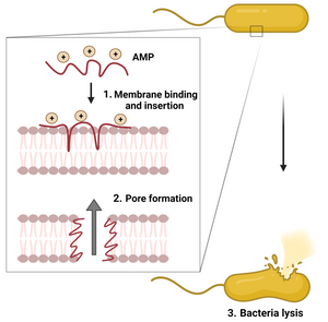Antimicrobial peptides for targeting bacterial resistance