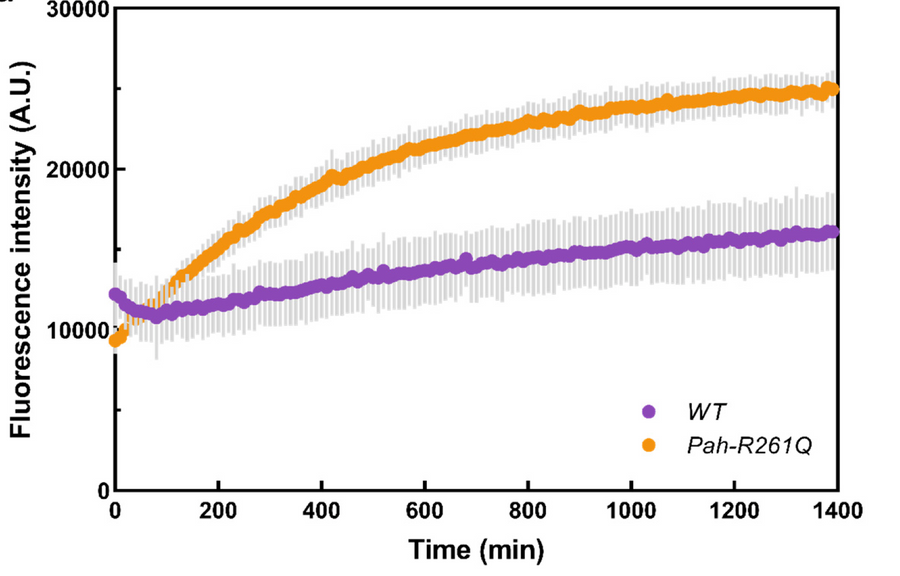Oxidative stress and amyloid formation contributes to phenylketonuria disease