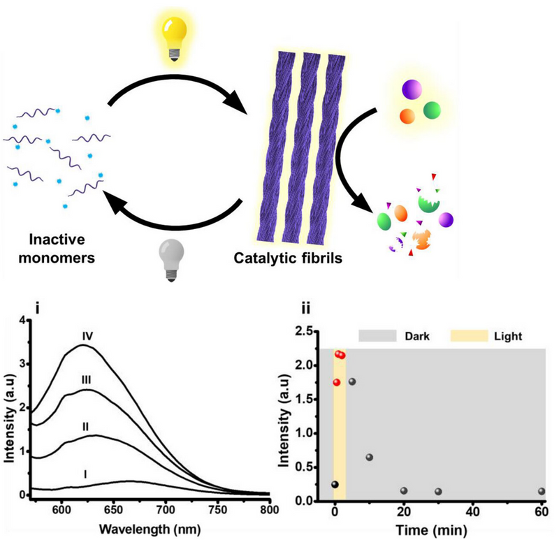 Amytracker shines a light on catalytic amyloids