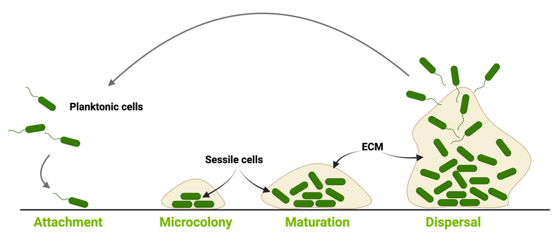 How EbbaBiolight helps researchers to develop biofilm models