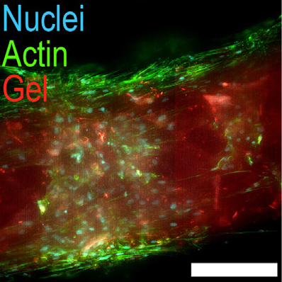 Modular protein hydrogels for flexible applications