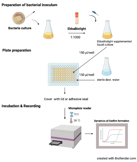 Monitoring curli production in liquid culture using EbbaBiolight