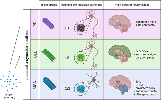 How mutations contribute to pathological diversity in synucleopathies