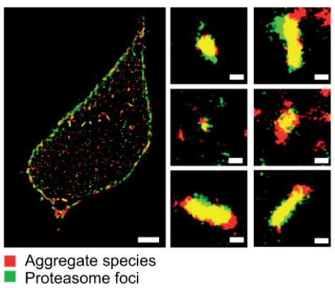 Exciting breakthrough in cellular imaging! – Ebba Biotech AB