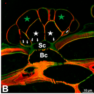 Multiplexing Carbotrace and Antibodies