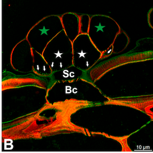 Multiplexing Carbotrace and Antibodies