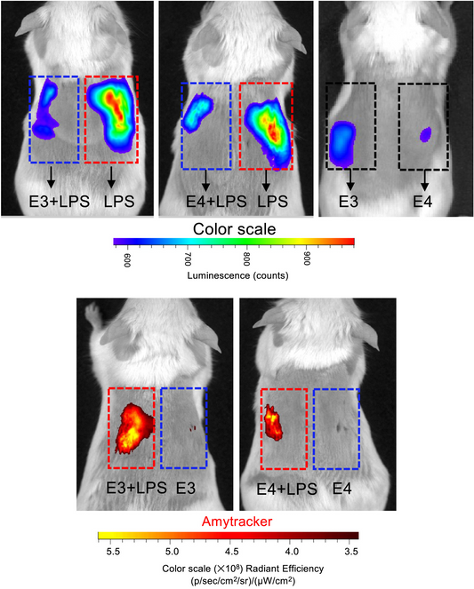 ApoE Aggregates and Innate Immunity: Insights into Endotoxin Sequestration