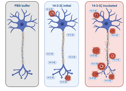 Uncovering a new link to amyloid formation in neurodegenerative diseases