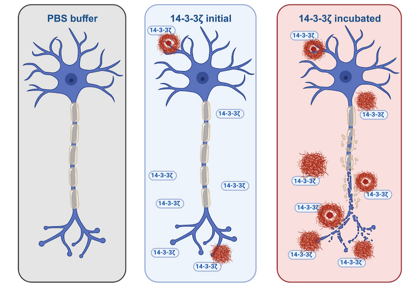 Uncovering a new link to amyloid formation in neurodegenerative diseases