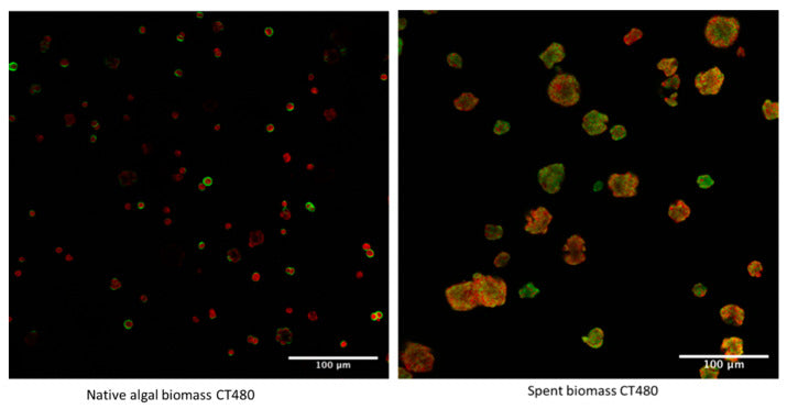 Making greener cellulose hydrogel