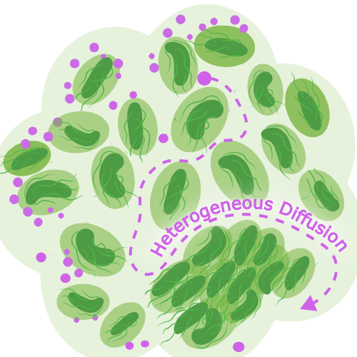 How biofilm structural properties regulate nanoparticle distribution