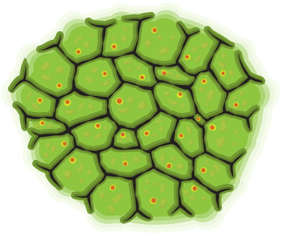 Amytracker for live cell Imaging