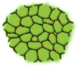 Amytracker for live cell Imaging