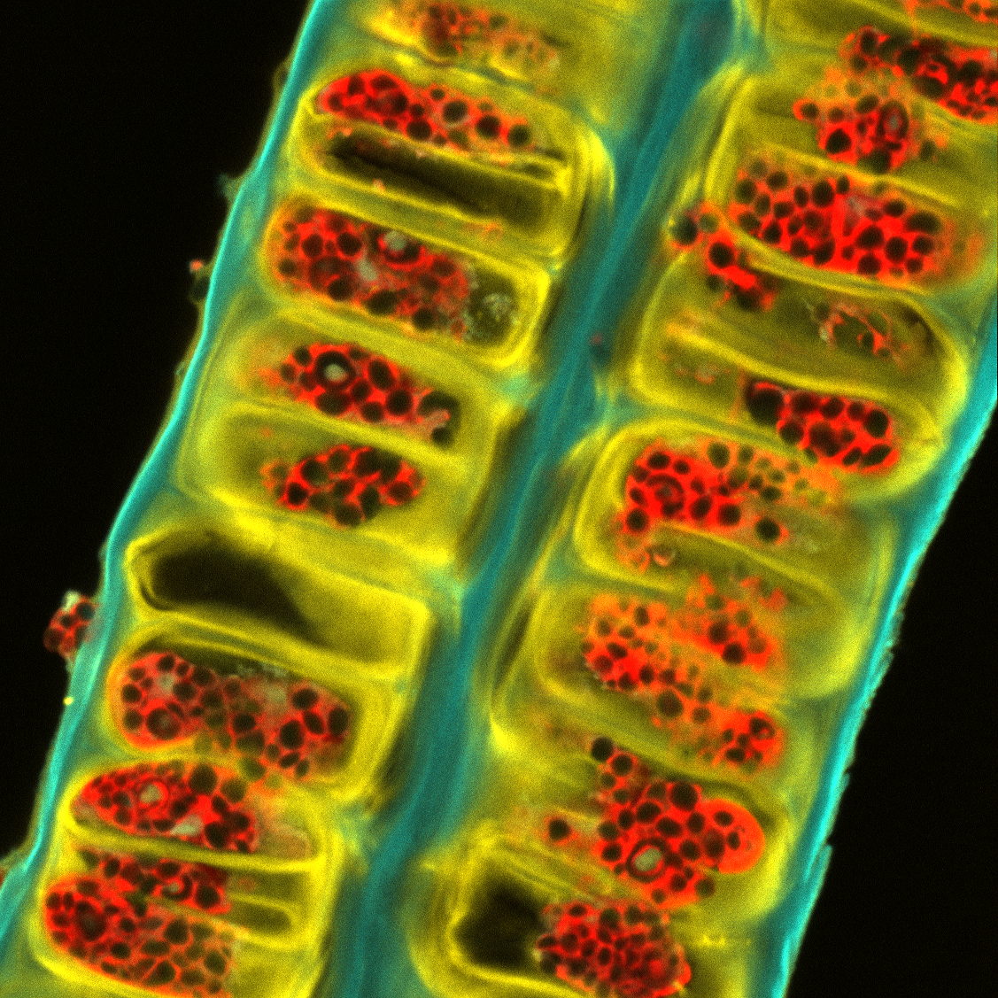 Lignocellulose anatomy in <i>Ulva fenestra</i>. Cellulose stained with Carbotrace 680 (yellow), Chlorophyll autofluorescence (red) and autofluorescence from aromatics (blue). Image courtesy of Dr. Alina Schmidt (AIMES, Karolinska Institutet).