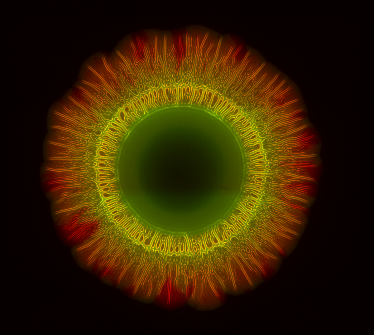 Macrocolony of GFP-labelled <i>Salmonella</i> Enteritidis (green) growing on LB agar supplemented with EbbaBiolight 680. The amyloid protein curli (red) is labelled by EbbaBiolight 680 as the colony biofilm is formed. Imaged courtesy of Dr. Ferdinand X. Choong (AIMES, Karolinska Institutet).